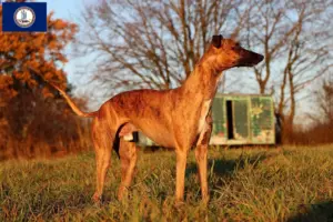 Read more about the article Whippet breeders and puppies in Virginia