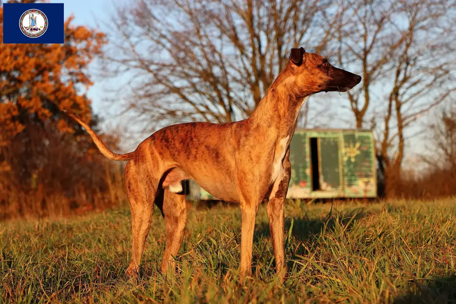 Read more about the article Whippet breeders and puppies in Virginia