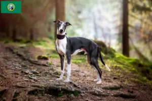 Read more about the article Whippet breeders and puppies in Washington
