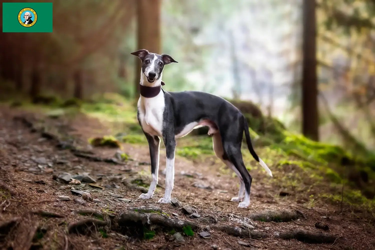 Read more about the article Whippet breeders and puppies in Washington