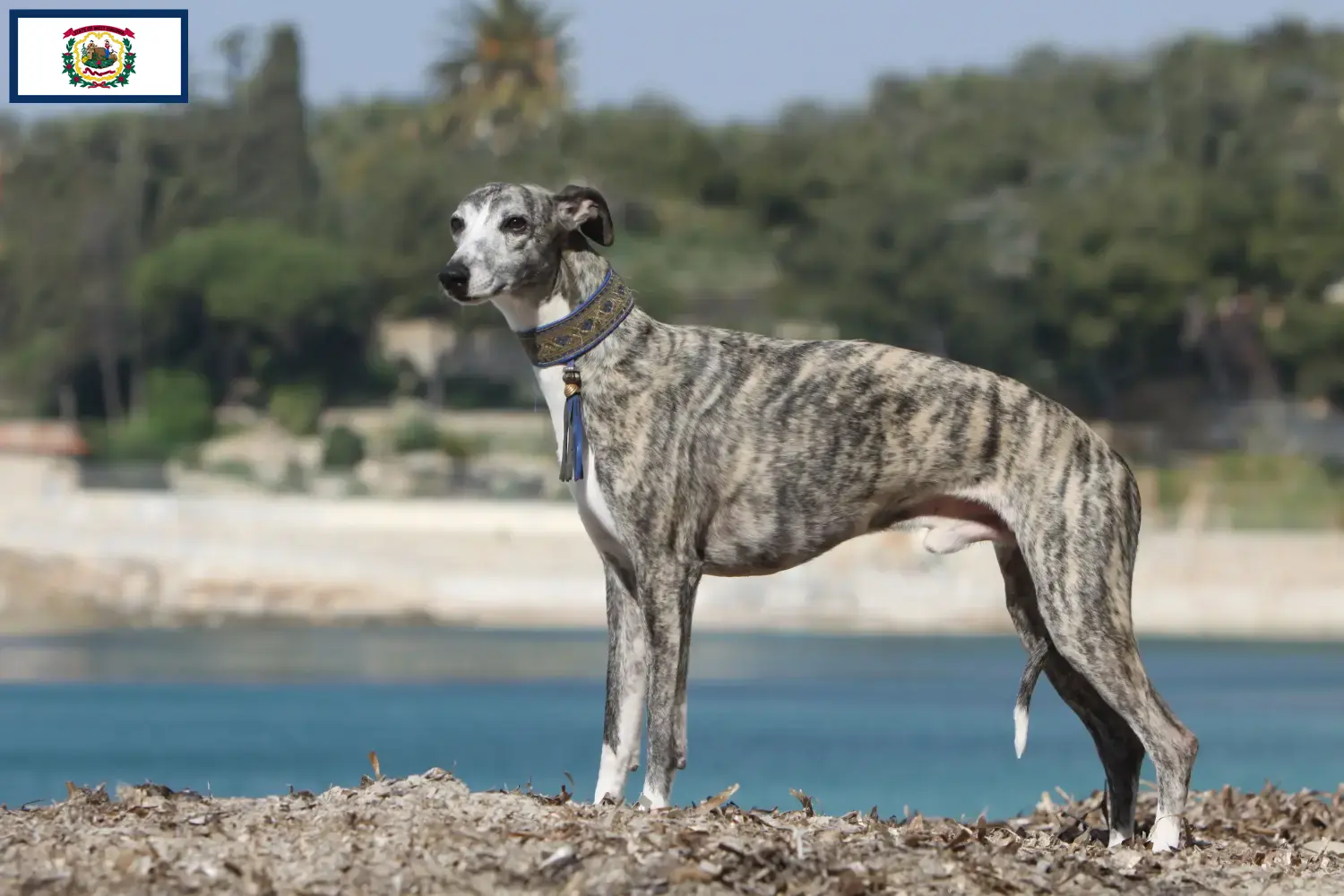 Read more about the article Whippet breeders and puppies in West Virginia