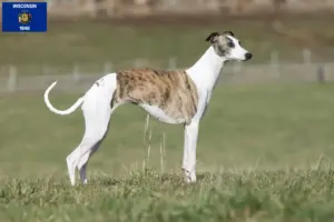 Read more about the article Whippet breeders and puppies in Wisconsin
