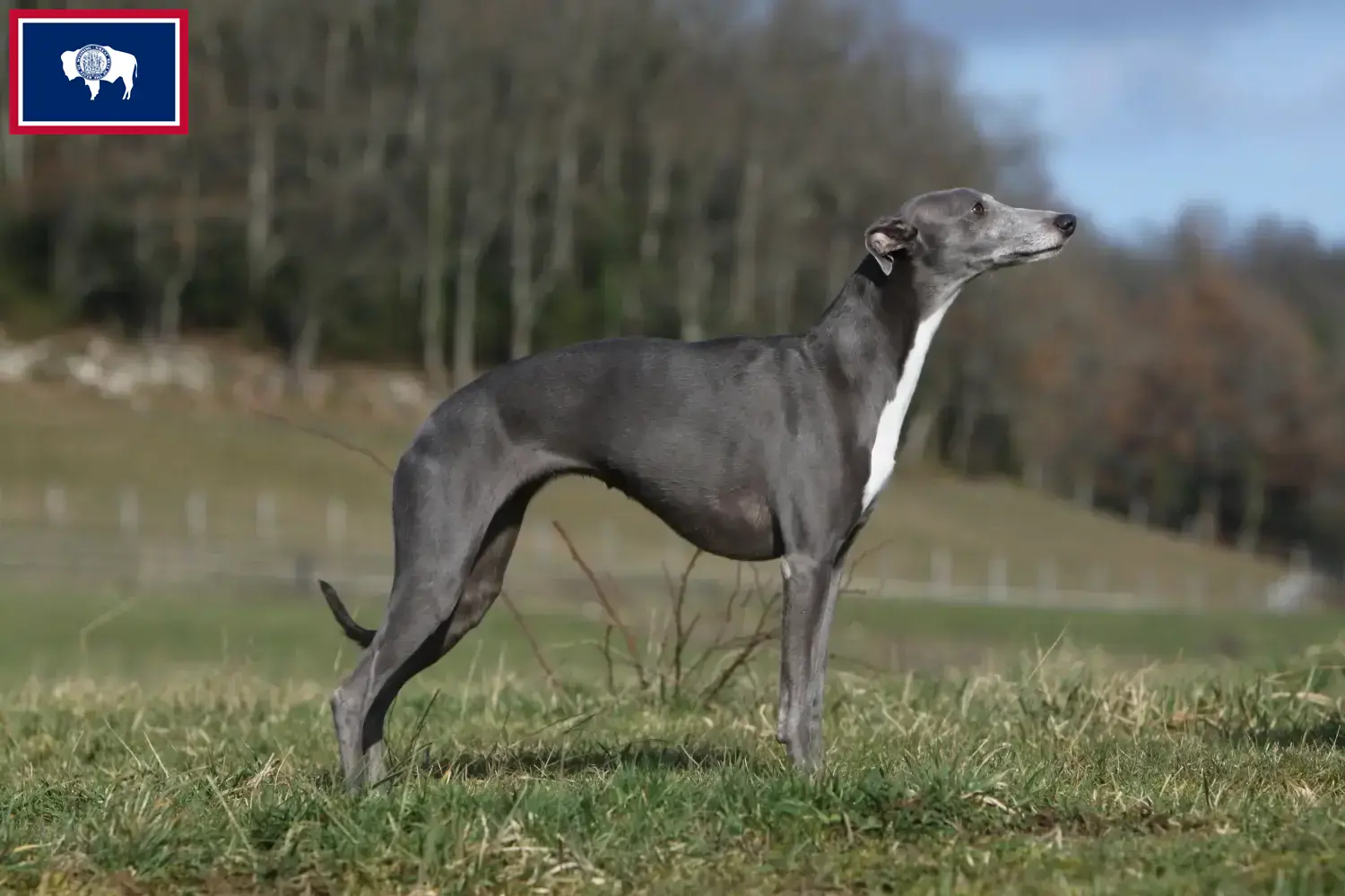 Read more about the article Whippet breeders and puppies in Wyoming