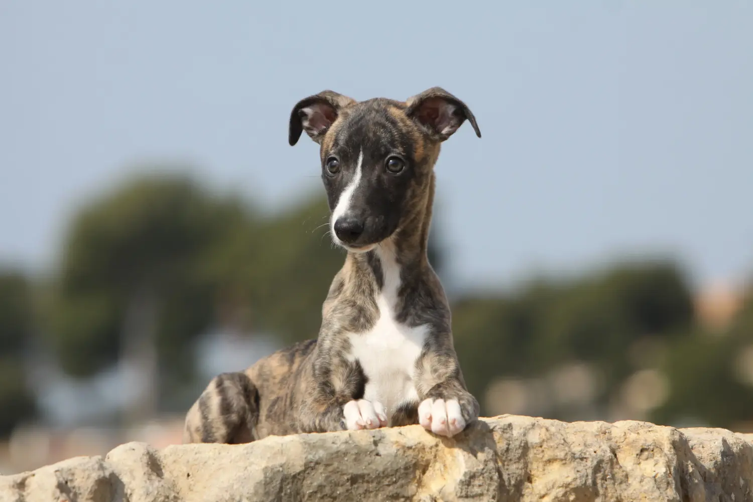 Buying a Whippet puppy means taking responsibility! Buy Whippet puppies.
