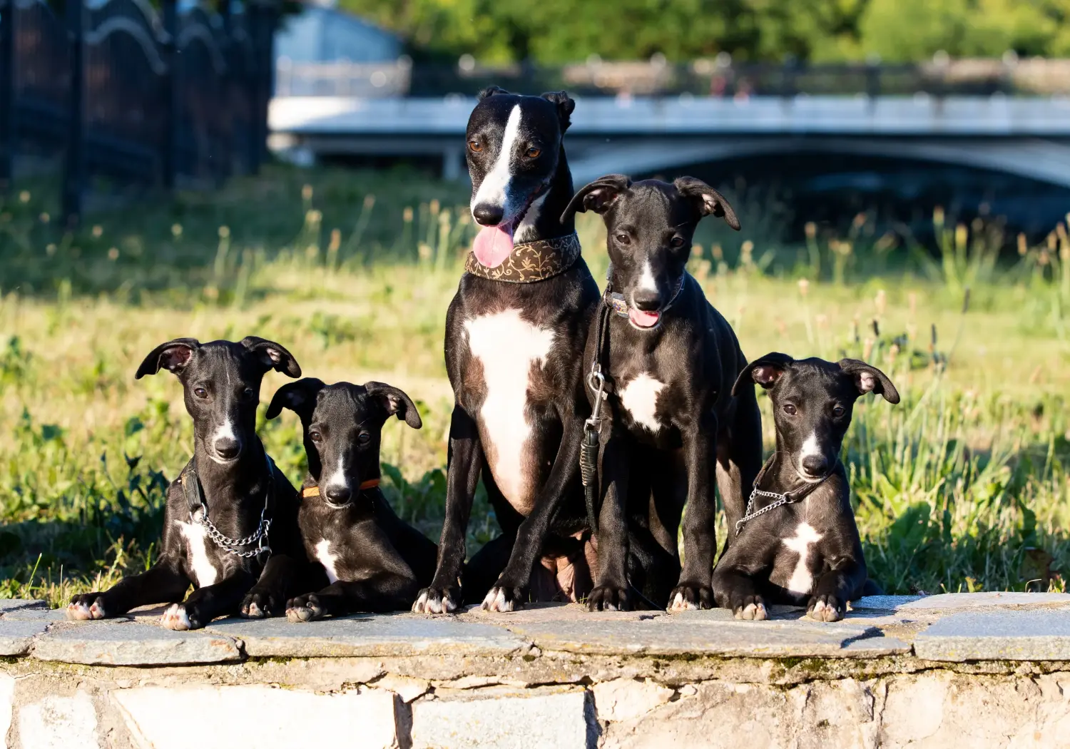 Buying a Whippet puppy means taking responsibility! Buy Whippet puppies.