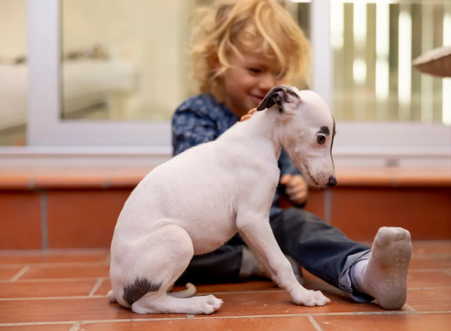 Buying a Whippet puppy means taking responsibility! Buy Whippet puppies.