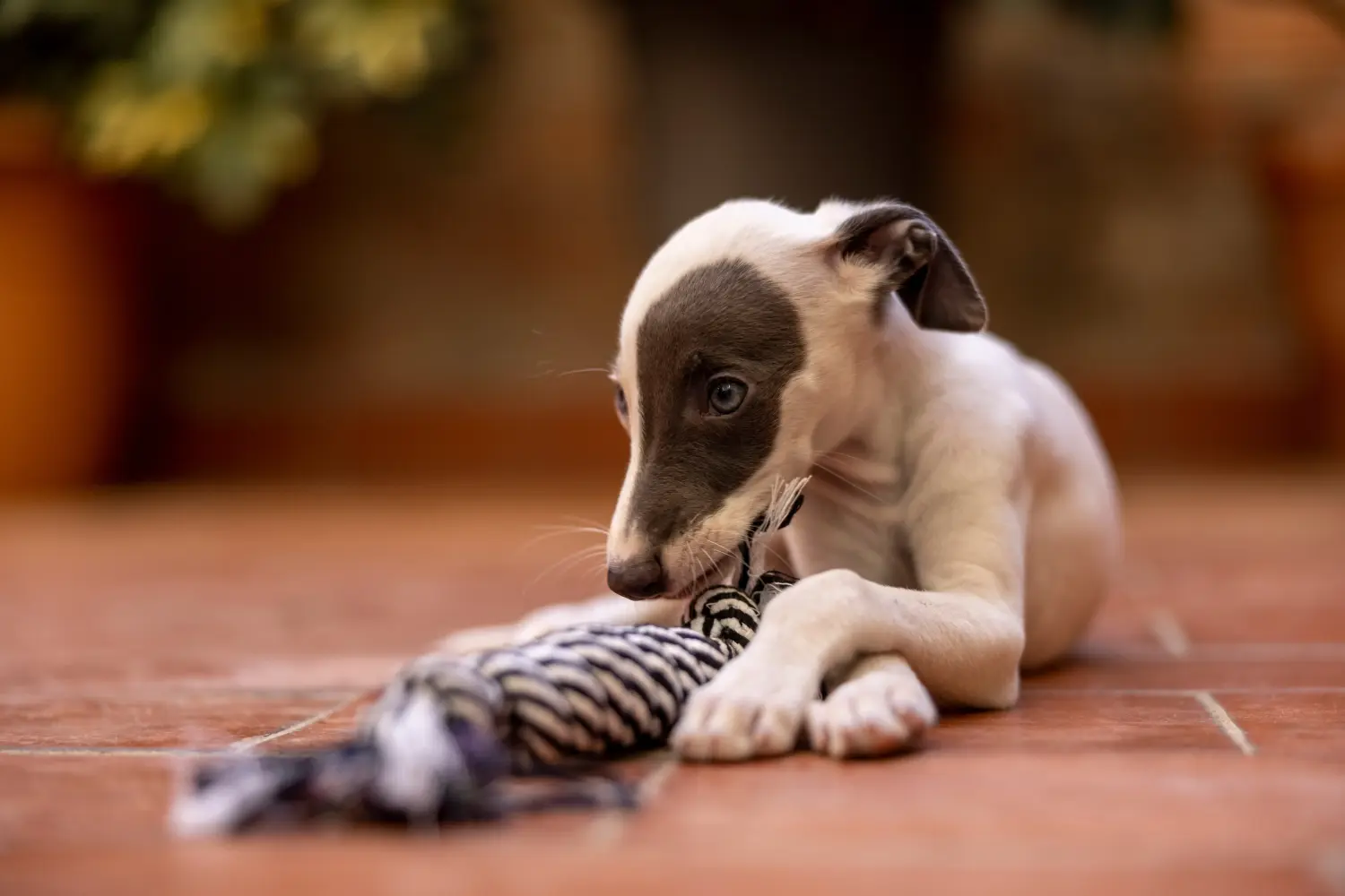 Buying a Whippet puppy means taking responsibility! Buy Whippet puppies.