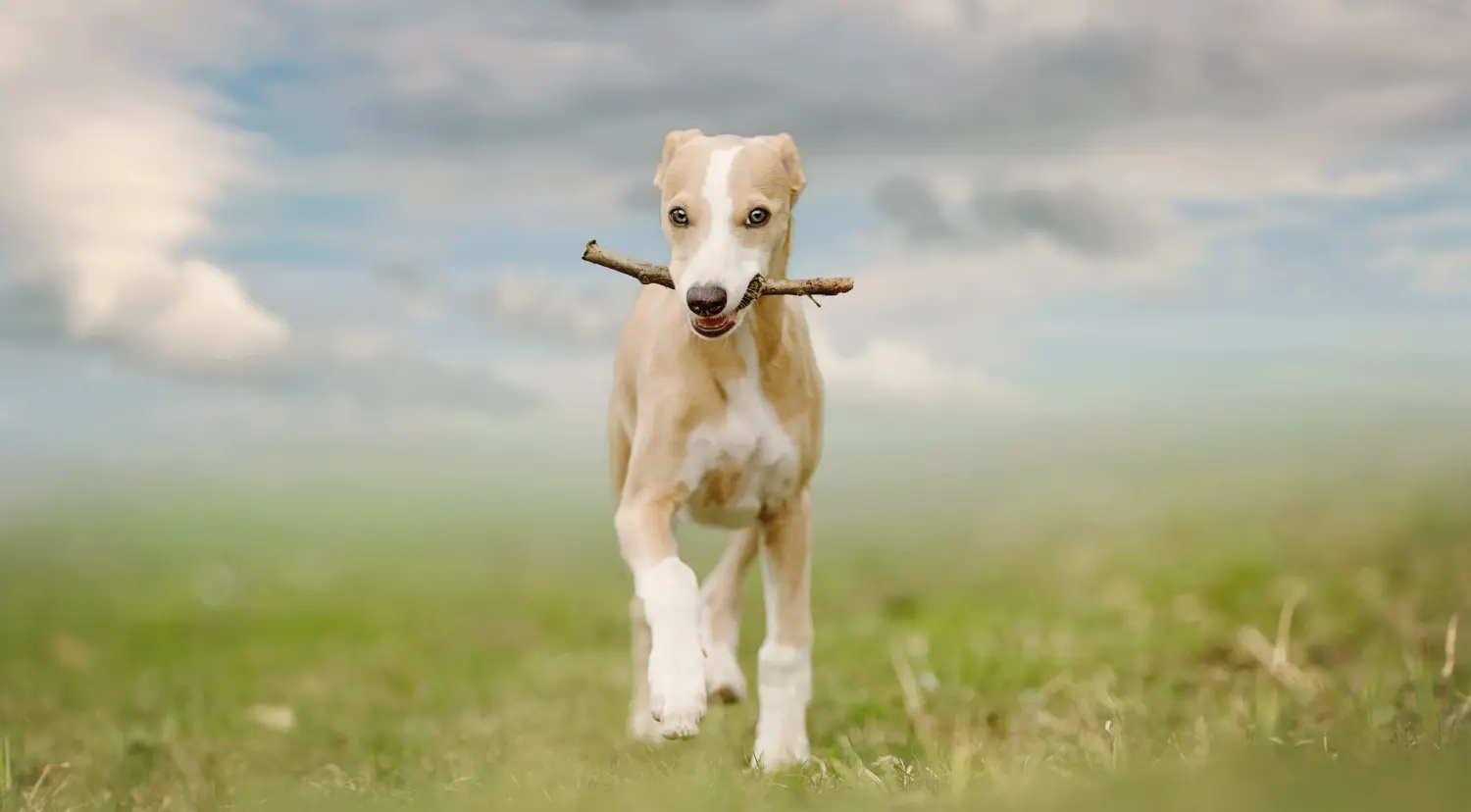Buying a Whippet puppy means taking responsibility! Buy Whippet puppies.