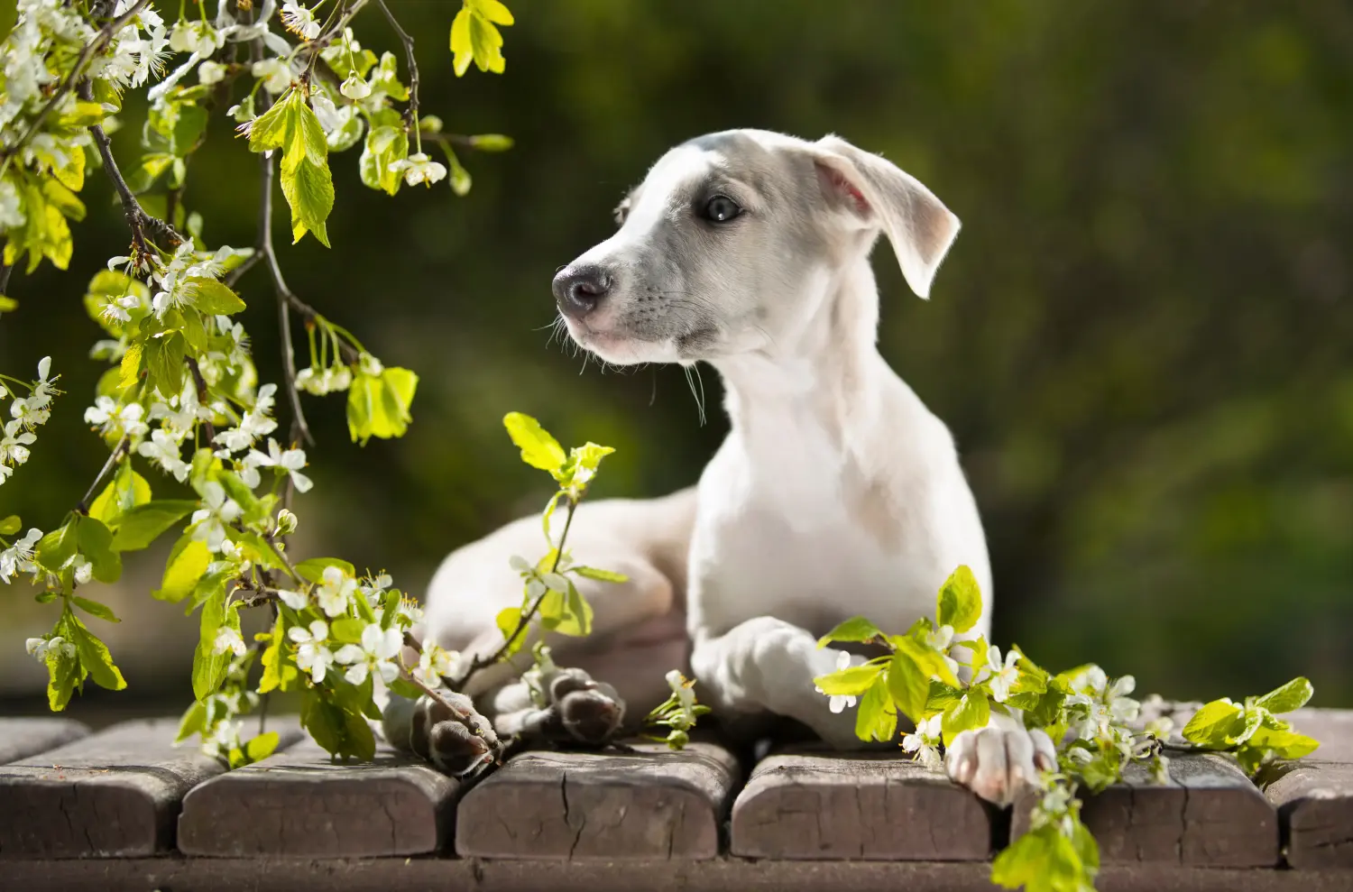Buying a Whippet puppy means taking responsibility! Buy Whippet puppies.