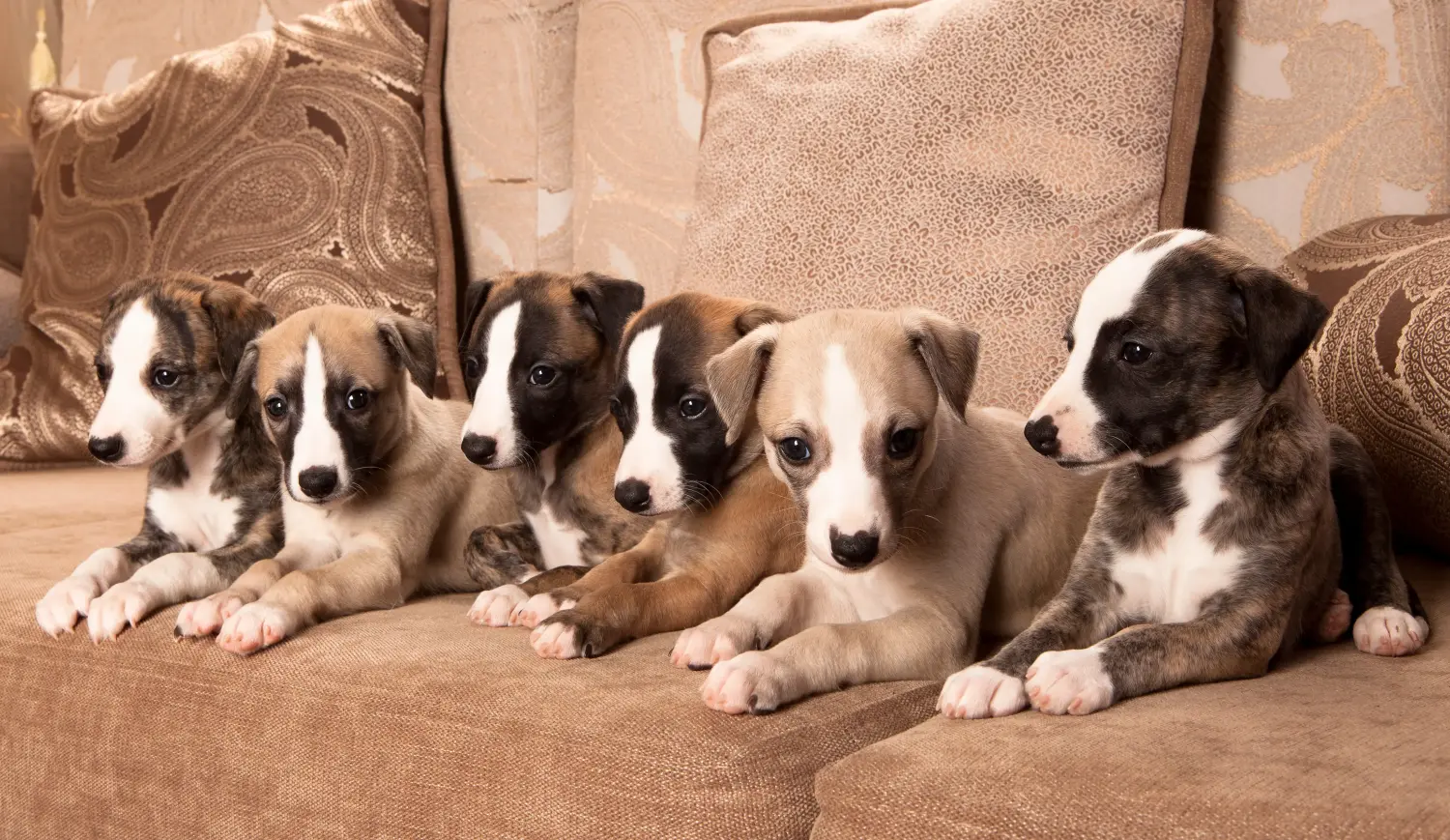 Buying a Whippet puppy means taking responsibility! Buy Whippet puppies.