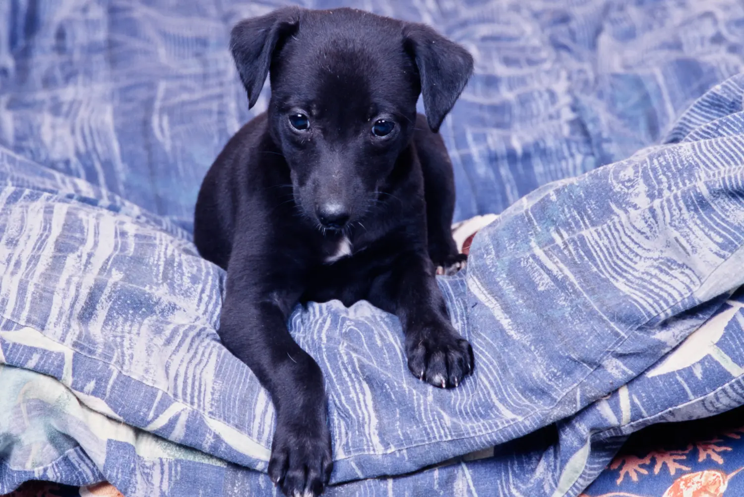 Buying a Whippet puppy means taking responsibility! Buy Whippet puppies.