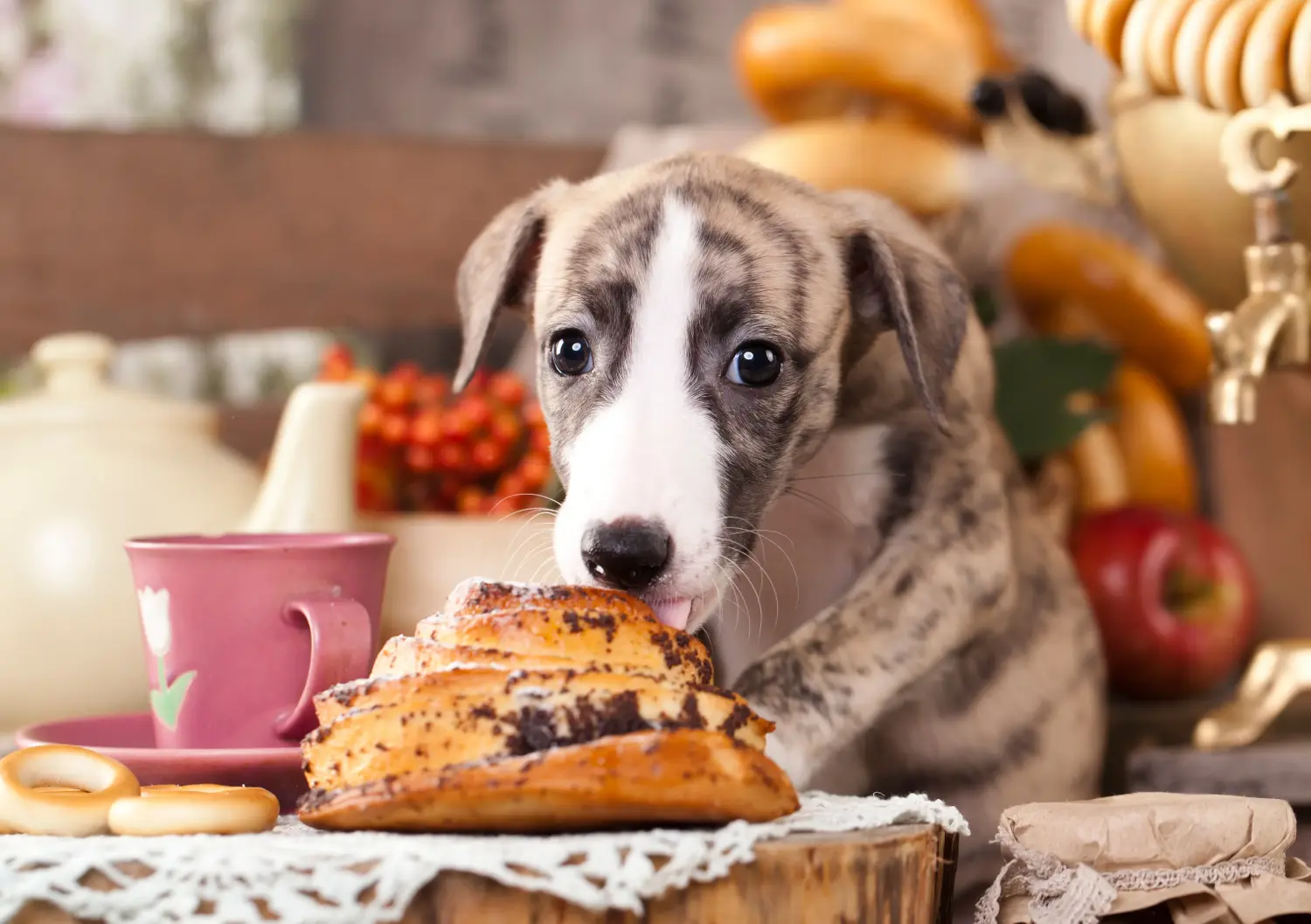Buying a Whippet puppy means taking responsibility! Buy Whippet puppies.