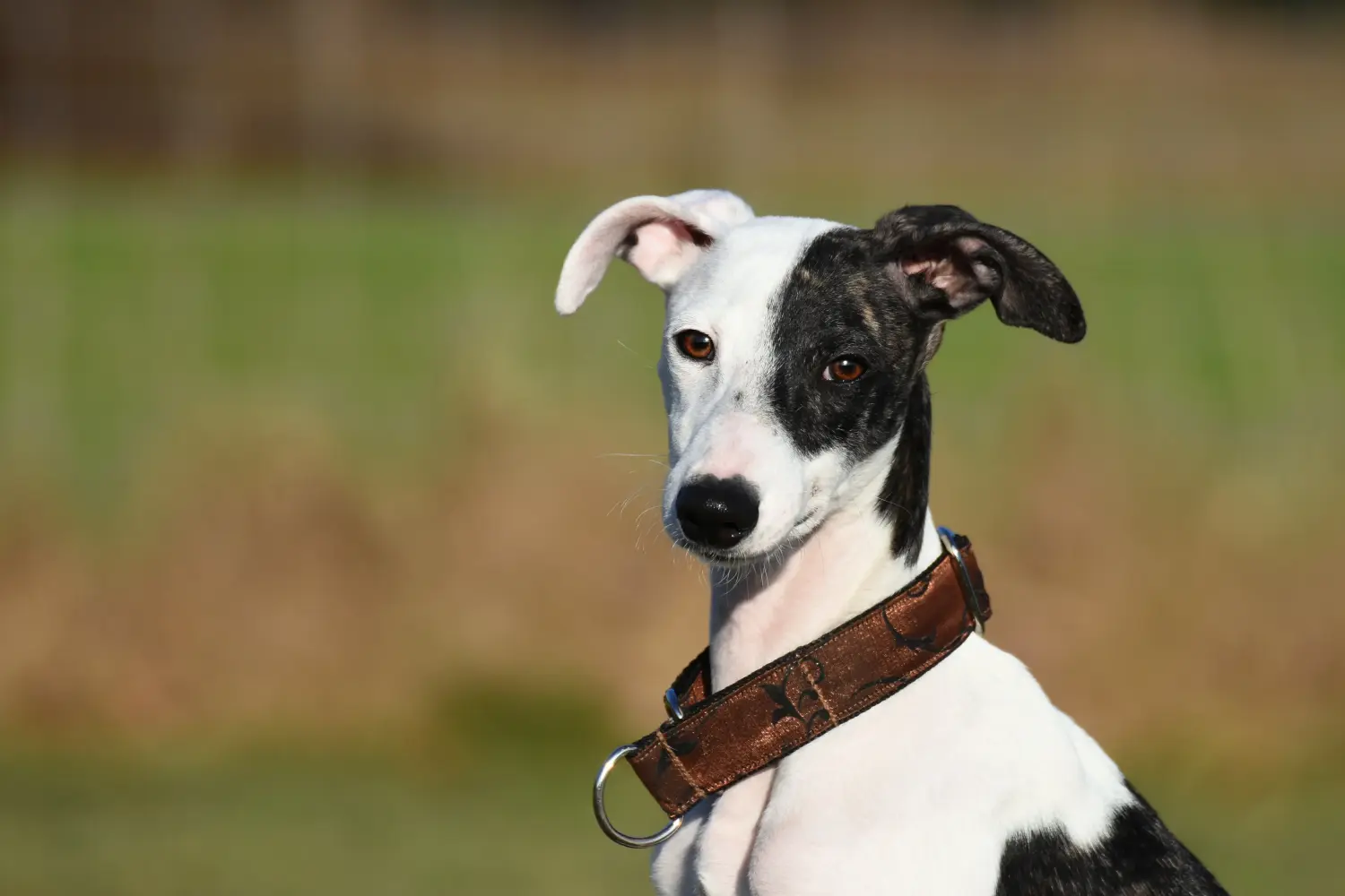 Buying a Whippet puppy means taking responsibility! Buy Whippet puppies.