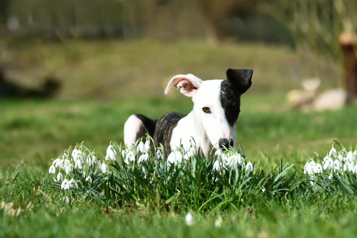 Buying a Whippet puppy means taking responsibility! Buy Whippet puppies.