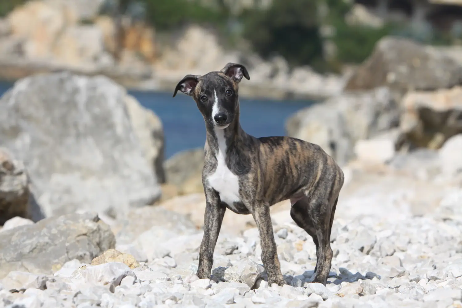 Buying a Whippet puppy means taking responsibility! Buy Whippet puppies.
