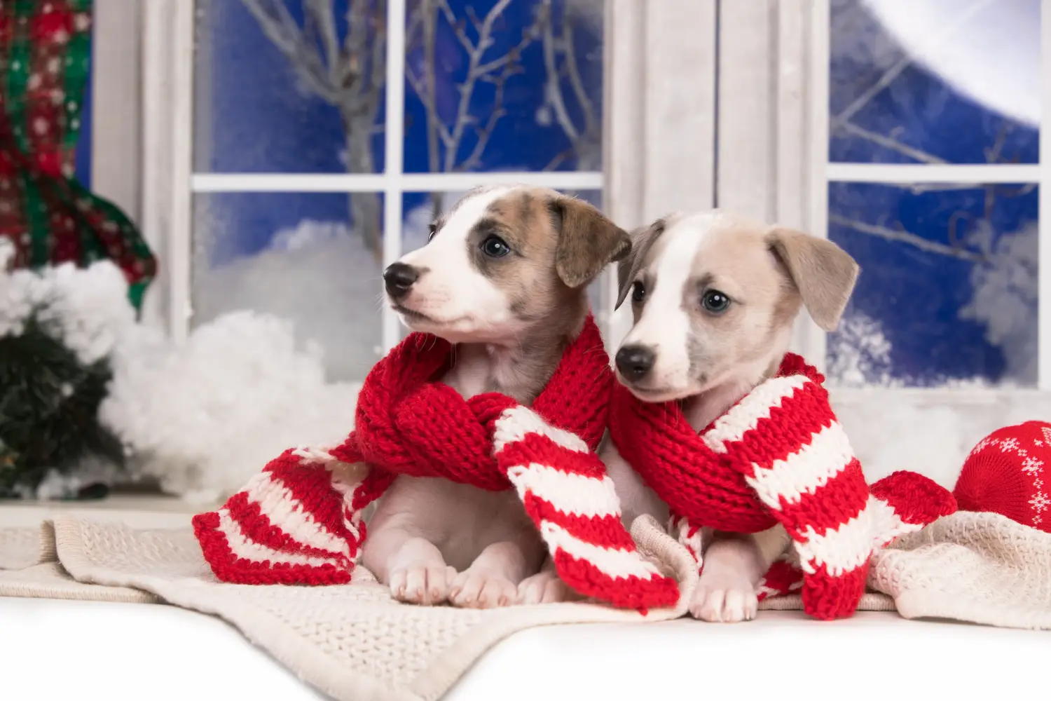 Buying a Whippet puppy means taking responsibility! Buy Whippet puppies.