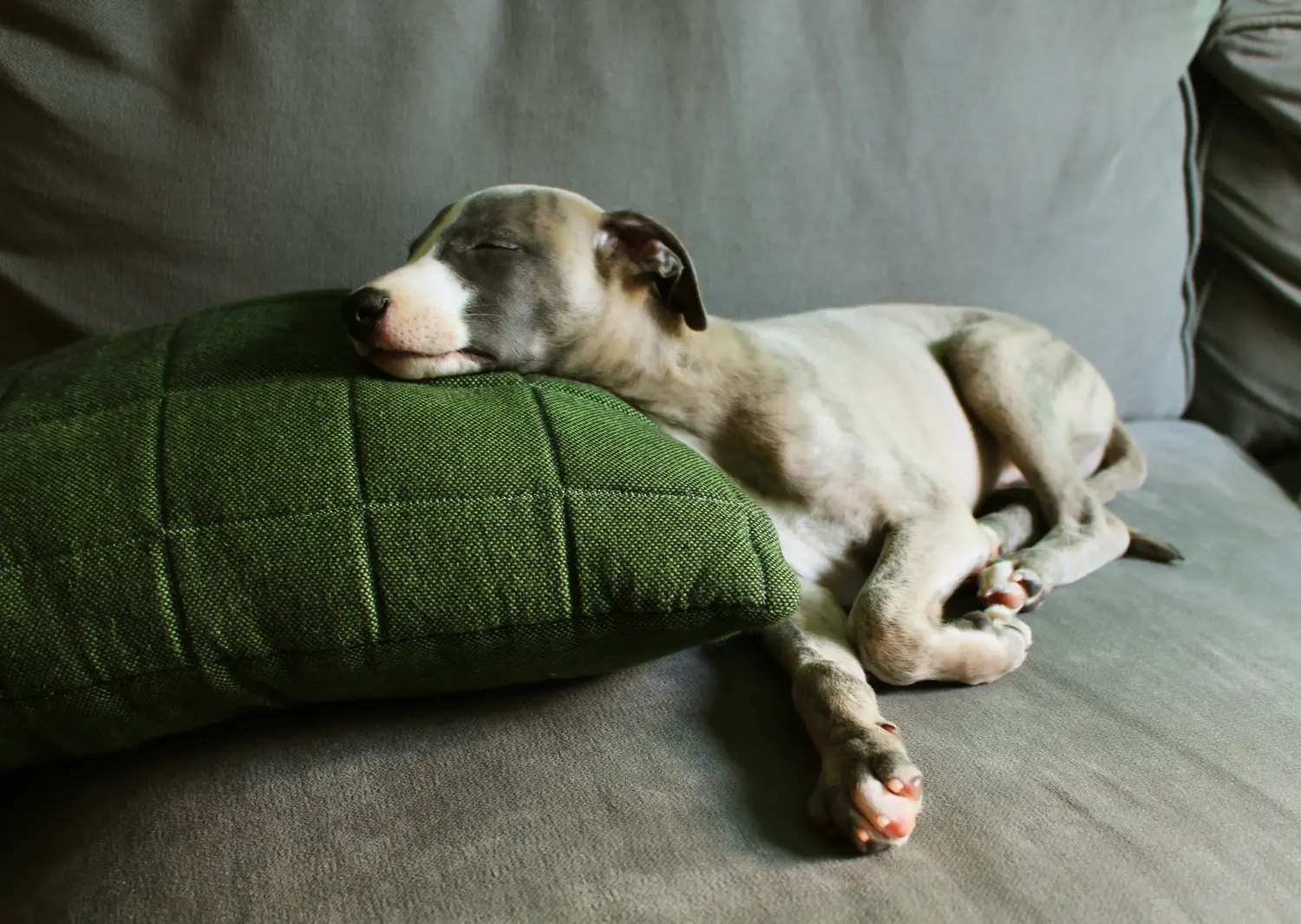 Buying a Whippet puppy means taking responsibility! Buy Whippet puppies.