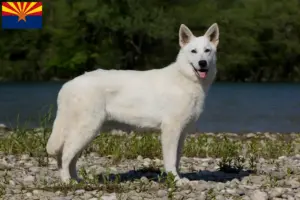Read more about the article White Swiss Shepherd breeders and puppies in Arizona