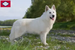 Read more about the article White Swiss Shepherd breeders and puppies in Arkansas