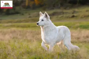 Read more about the article White Swiss Shepherd breeders and puppies in California