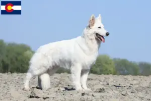 Read more about the article White Swiss Shepherd breeders and puppies in Colorado