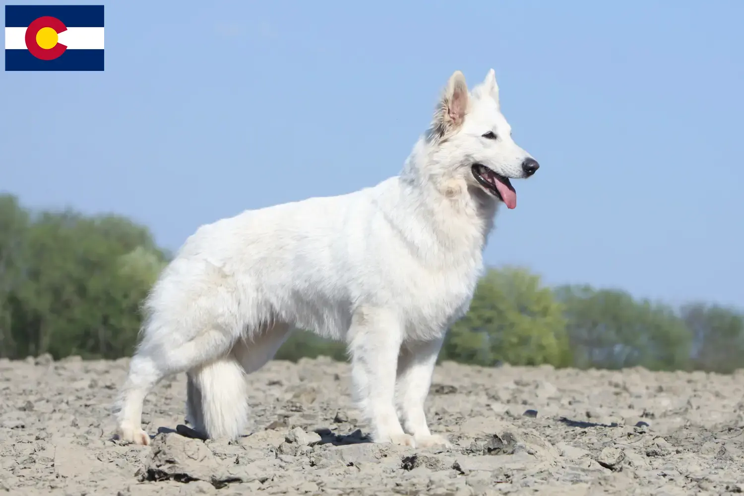 White Swiss Shepherd Puppies and Breeder Colorado Find White Swiss Shepherd Dog breeders in Colorado.
