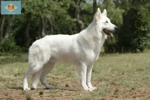Read more about the article White Swiss Shepherd breeders and puppies in Delaware