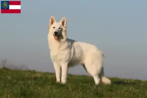 Read more about the article White Swiss Shepherd breeders and puppies in Georgia