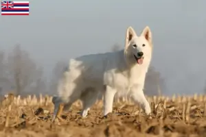 Read more about the article White Swiss Shepherd breeders and puppies in Hawaii