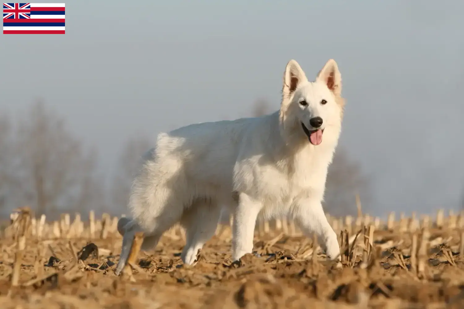 White Swiss Shepherd Puppies and Breeder Hawaii Find White Swiss Shepherd Dog breeders in Hawaii.