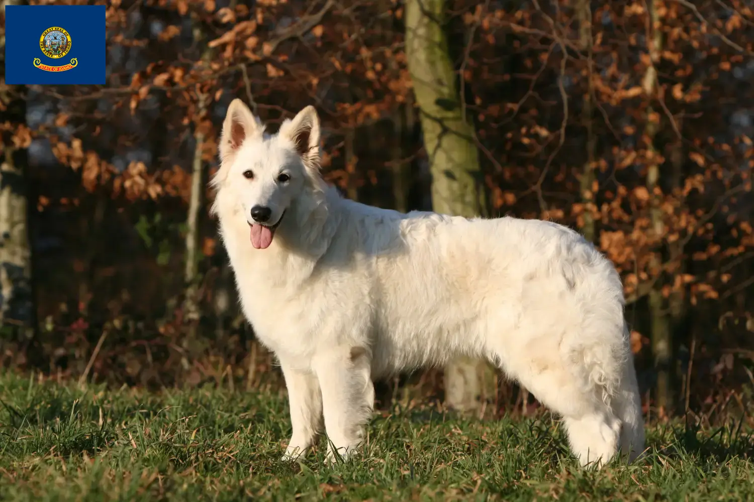 Read more about the article White Swiss Shepherd breeders and puppies in Idaho