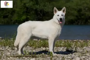Read more about the article White Swiss Shepherd breeders and puppies in Illinois