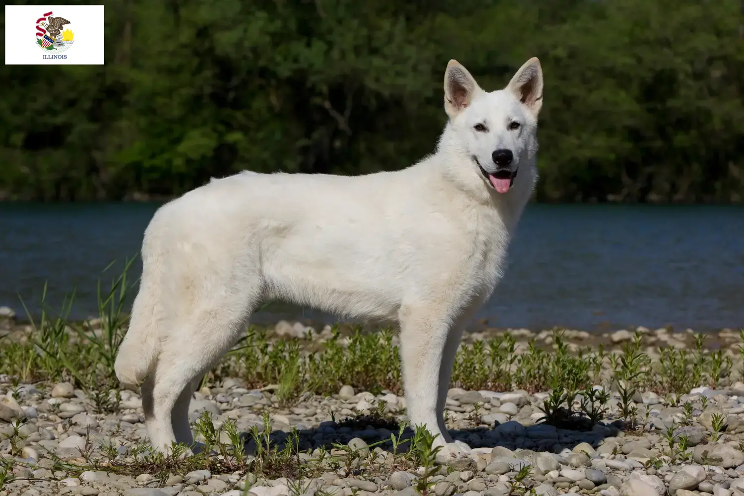 Read more about the article White Swiss Shepherd breeders and puppies in Illinois