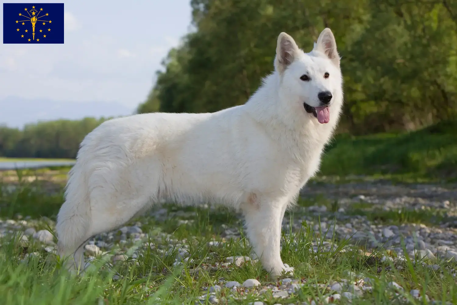Read more about the article White Swiss Shepherd breeders and puppies in Indiana