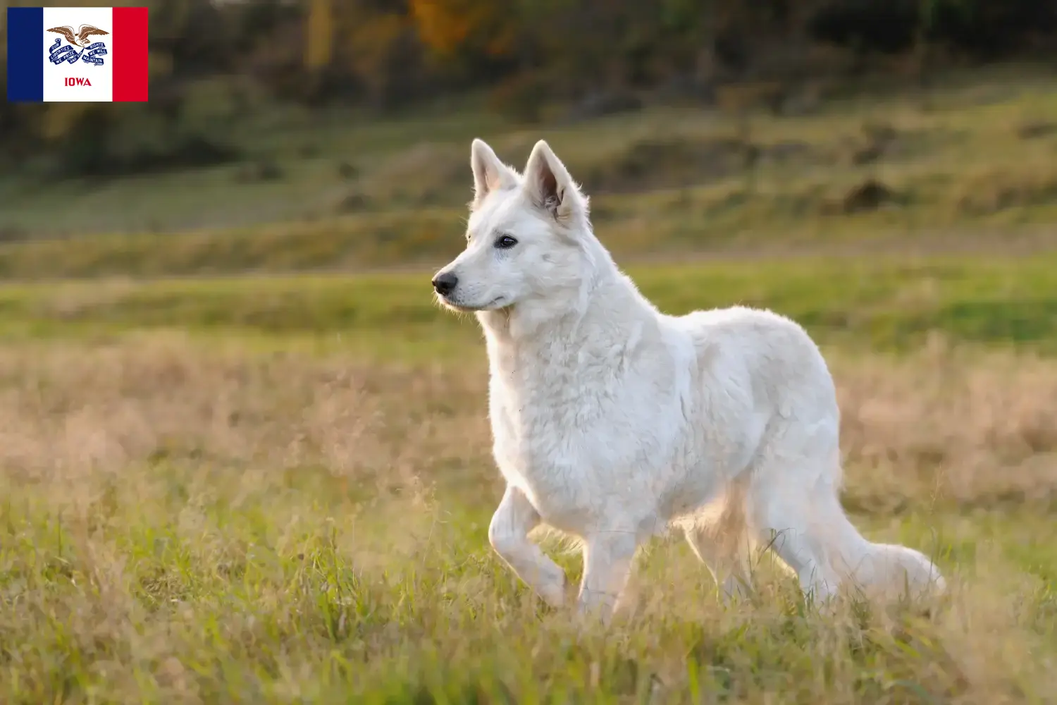 Read more about the article White Swiss Shepherd breeders and puppies in Iowa