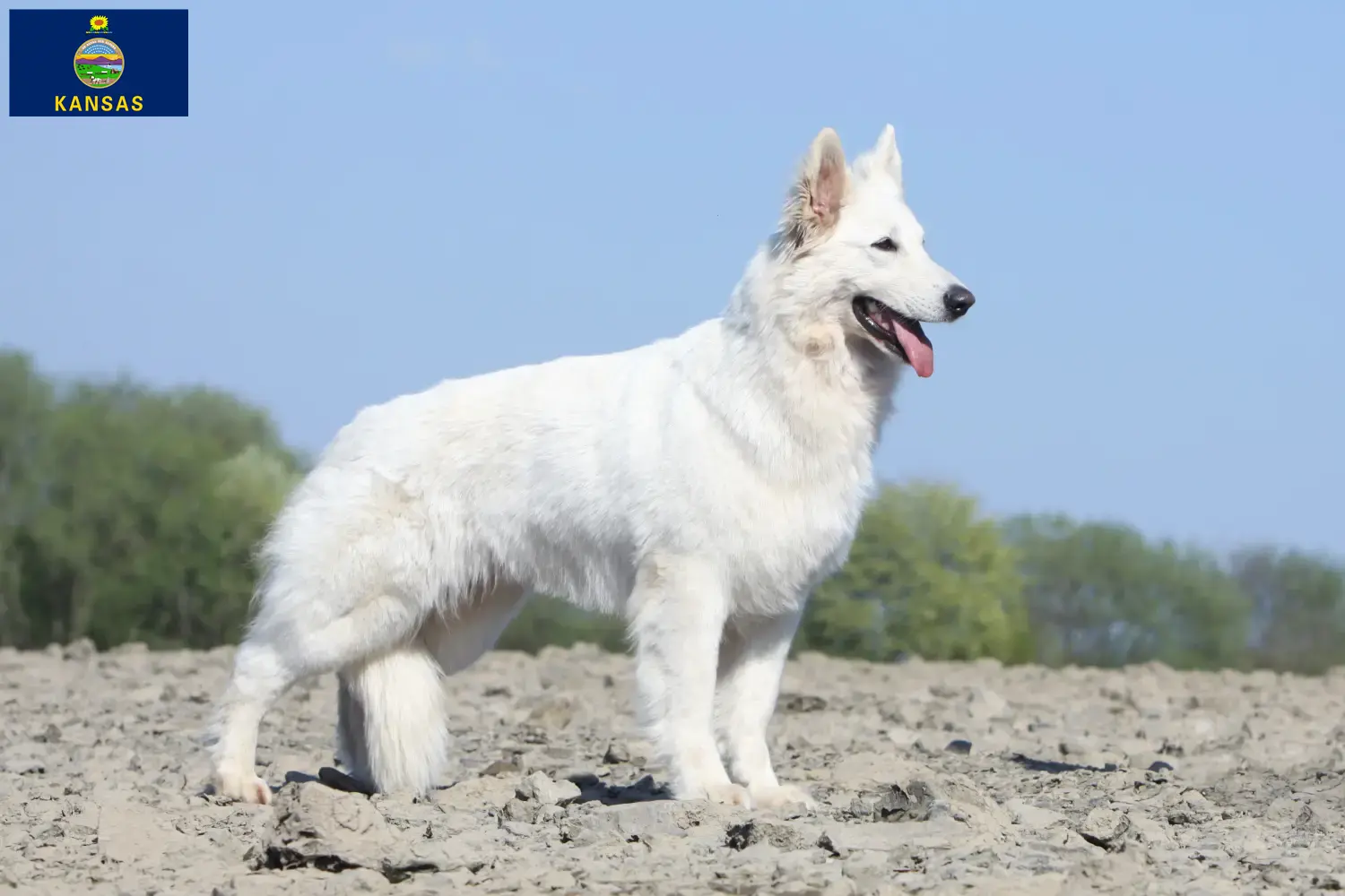 Read more about the article White Swiss Shepherd breeders and puppies in Kansas