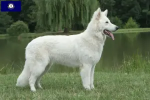 Read more about the article White Swiss Shepherd breeders and puppies in Kentucky