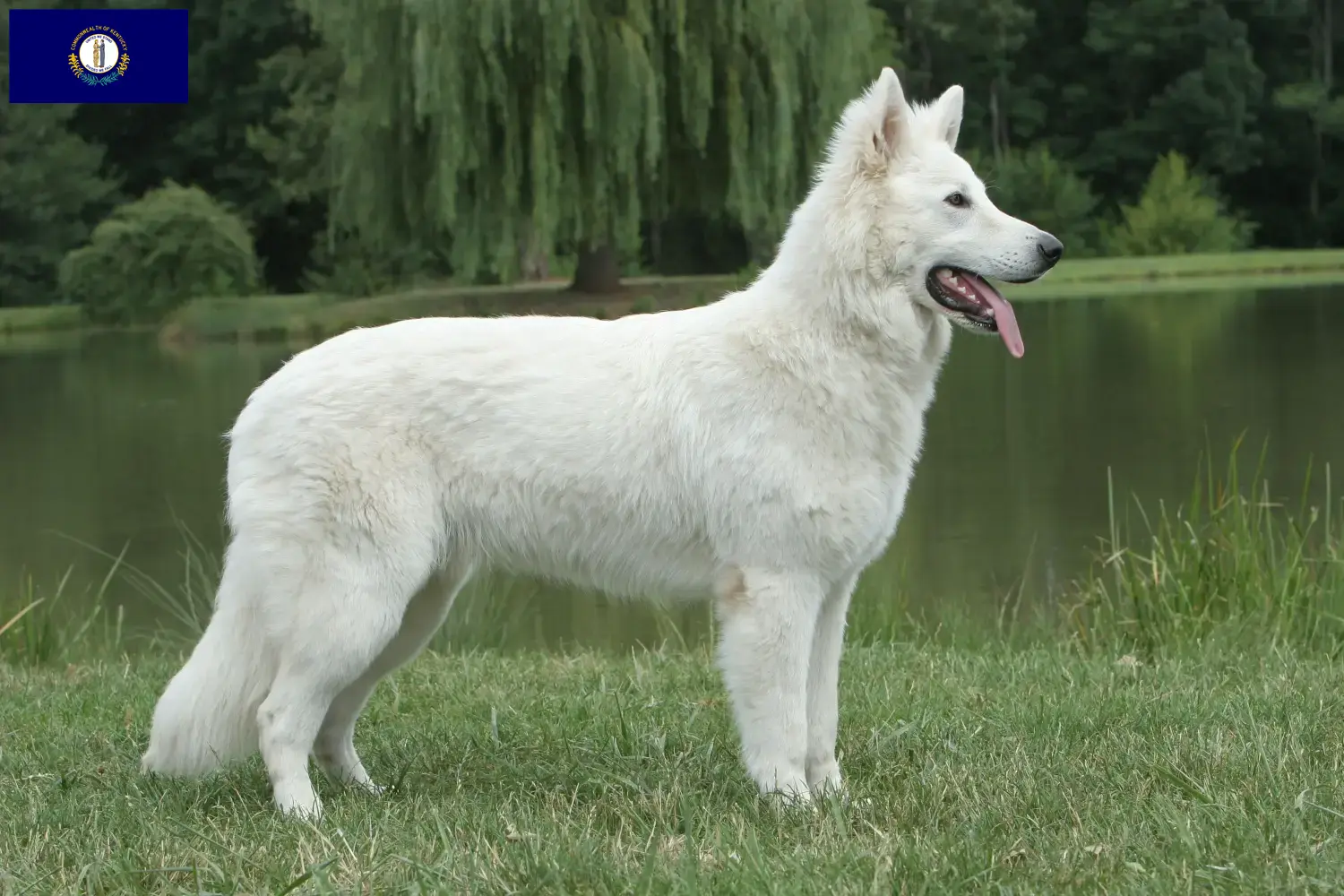 Read more about the article White Swiss Shepherd breeders and puppies in Kentucky