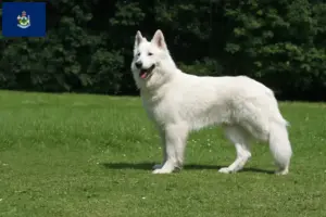 Read more about the article White Swiss Shepherd breeders and puppies in Maine