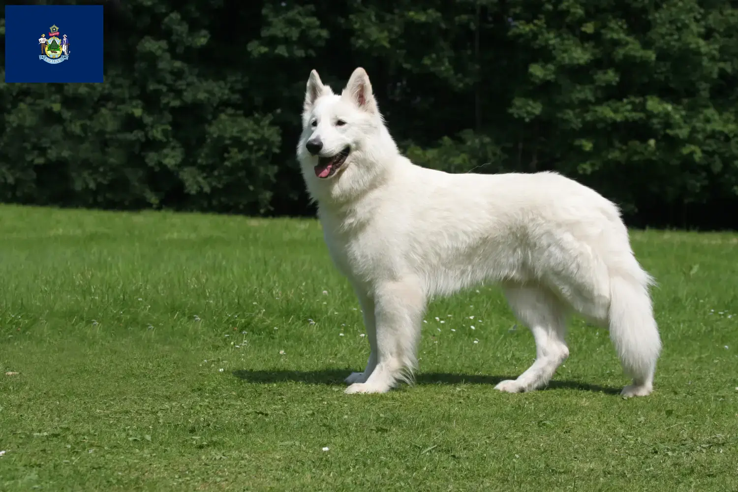 Read more about the article White Swiss Shepherd breeders and puppies in Maine