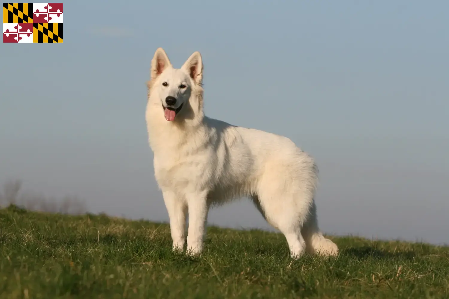 Read more about the article White Swiss Shepherd Dog Breeder and Puppies in Maryland