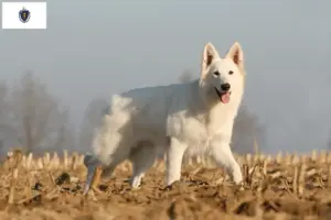 Read more about the article White Swiss Shepherd breeders and puppies in Massachusetts