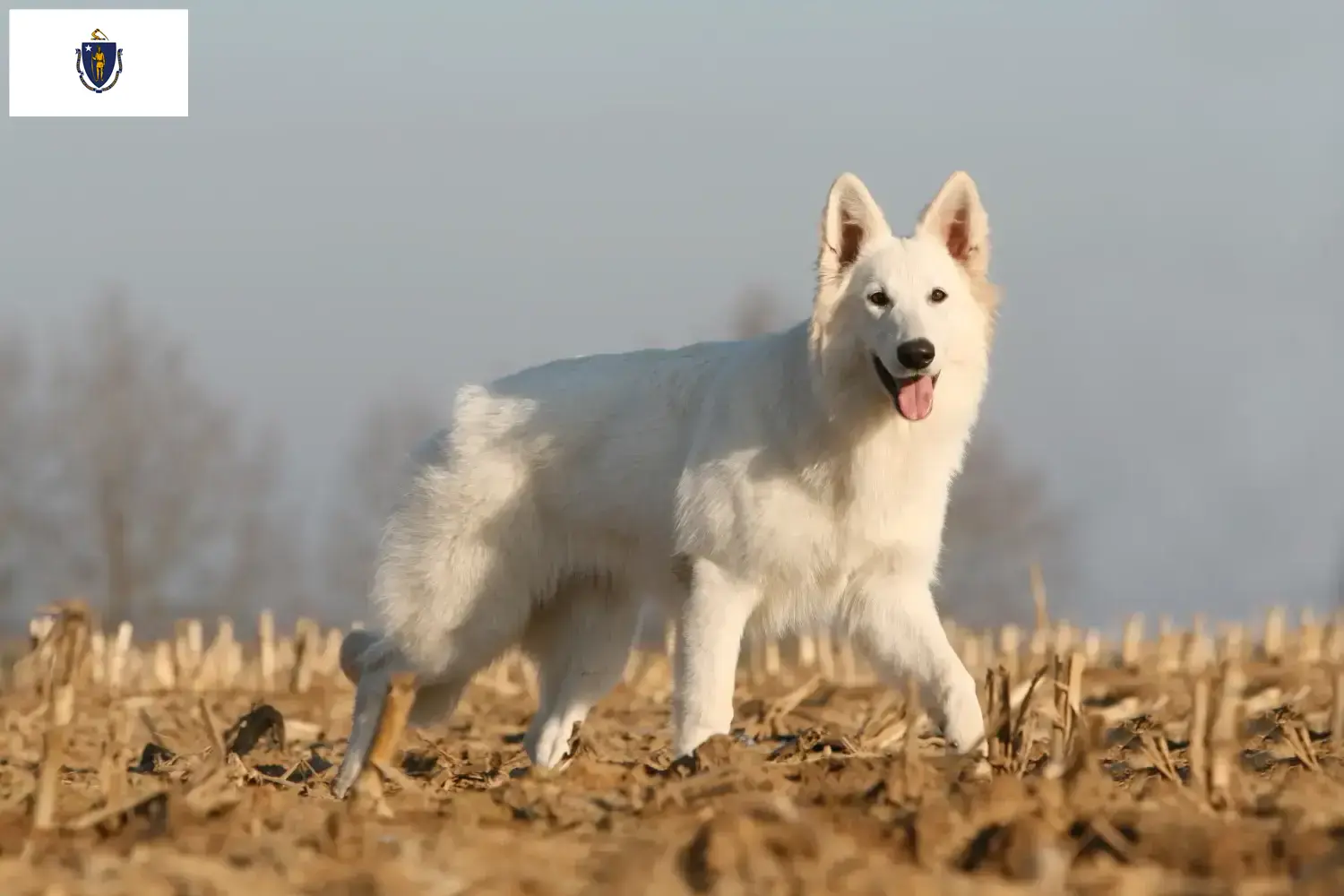 Read more about the article White Swiss Shepherd breeders and puppies in Massachusetts
