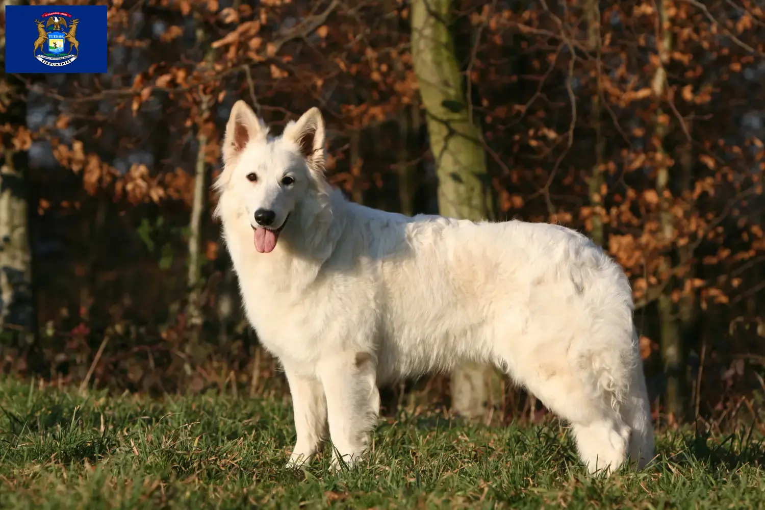 Read more about the article White Swiss Shepherd Dog Breeder and Puppies in Michigan