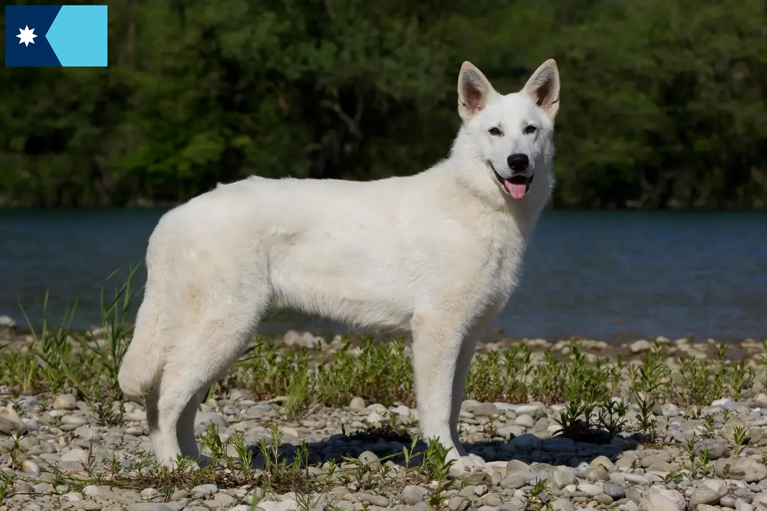 Read more about the article White Swiss Shepherd breeders and puppies in Minnesota