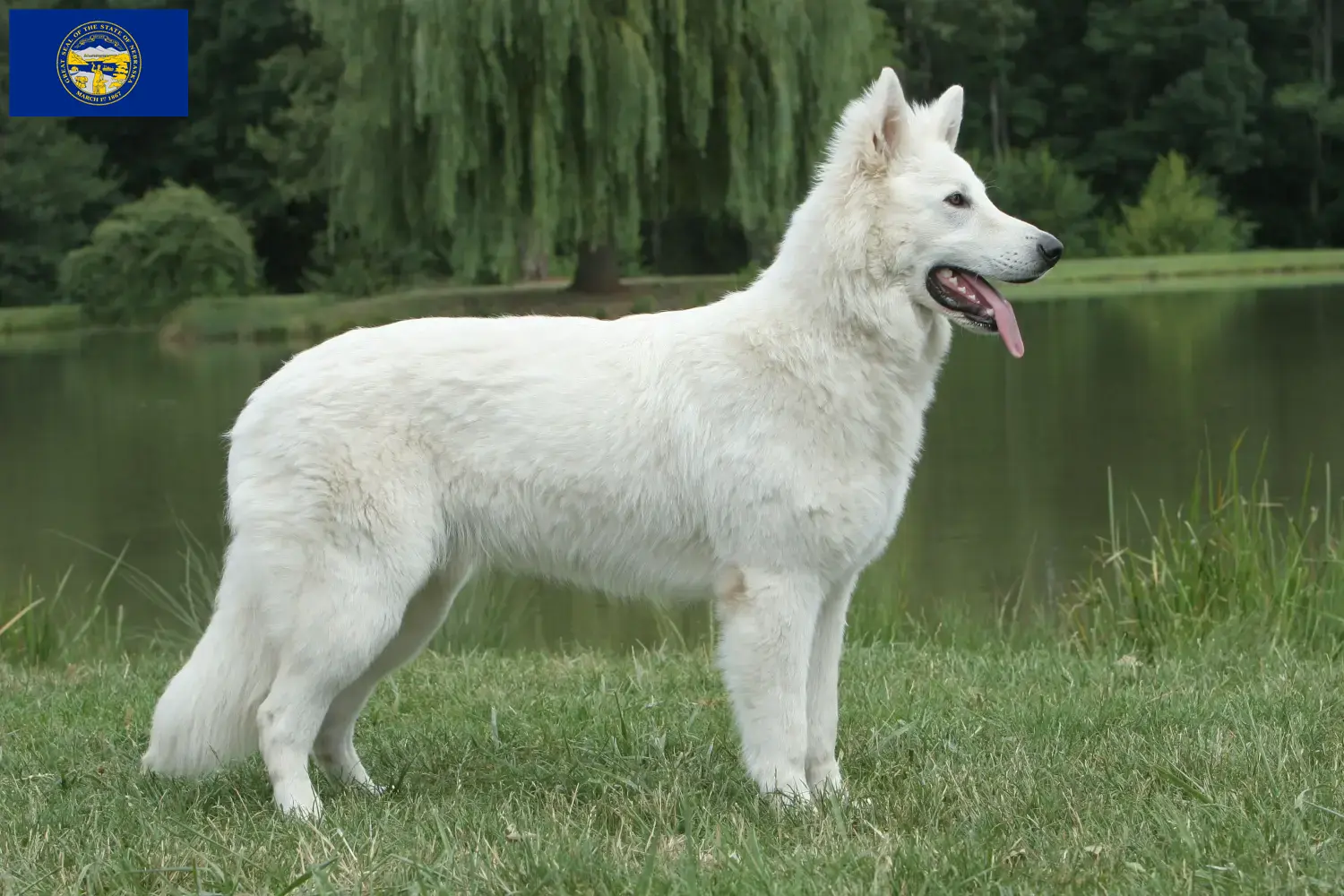 Read more about the article White Swiss Shepherd breeders and puppies in Nebraska