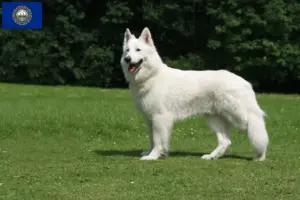 Read more about the article White Swiss Shepherd Breeder and Puppies in New Hampshire