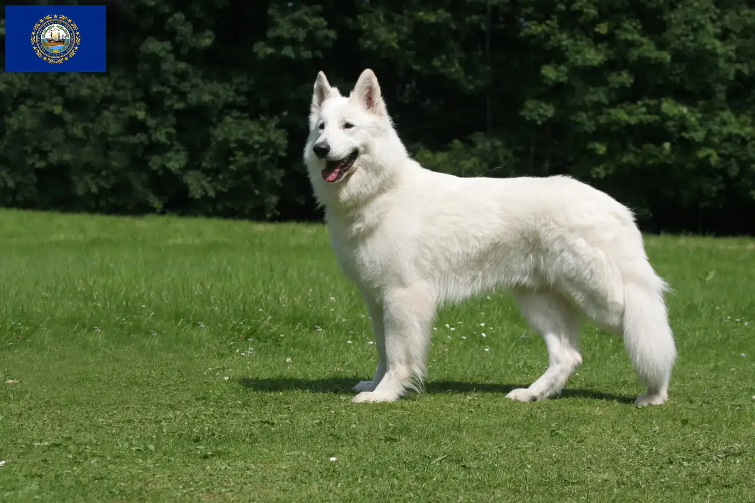 Read more about the article White Swiss Shepherd Breeder and Puppies in New Hampshire