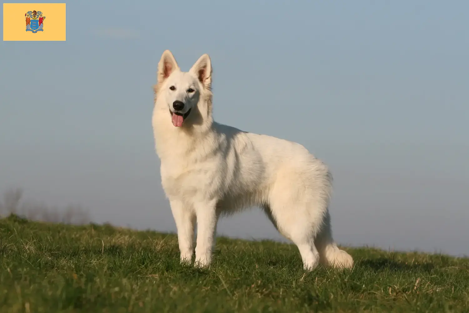 Read more about the article White Swiss Shepherd Dog Breeder and Puppies in New Jersey