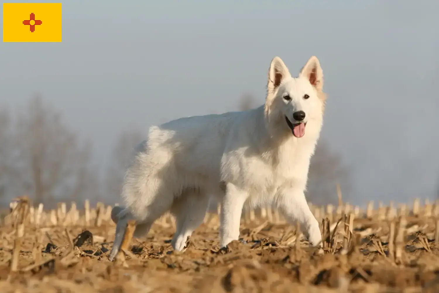 Read more about the article White Swiss Shepherd Breeder and Puppies in New Mexico